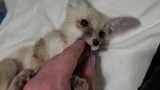 Fawzi the R&uuml;ppells sand fox talks!