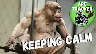 Hairless Chimpanzee Jambo On The Ropes