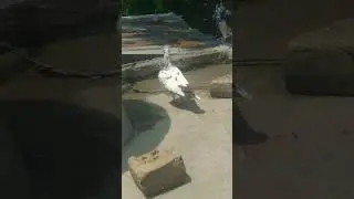 kabutar story #kabutar #kabotarbaz #bts Rohit rajput pigeon lover