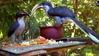 Amazing Hornbill Birds Feeding | Peaceful Wildlife Nature Video