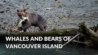 Whales and Bears of Vancouver Island with Campbell River Whale Watching | British Columbia Travel