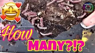 Тайская многоножка Pink Dragon НОВОСТИ! - (Desmoxytes Planata) 💗🐛