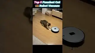 Top 5 Funniest Cat vs Robot Vacuum Battles 😹💥#funnycats #robot   #petshorts #funnyanimals #shorts