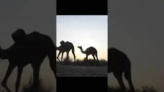 Most Amazing Facts About Camel