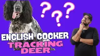Can an English Cocker be trained for blood tracking?