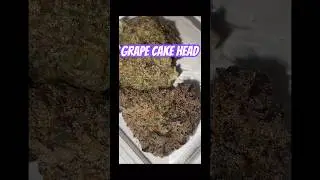 Jungle Boys (Grape Cake Head) 🍇 #viral #explorepage #fypシ