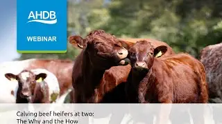 Calving beef heifers at two: The why and the how