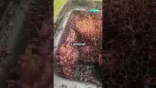 Vulture Bees &ndash; The Flesh Eating Bees! 🐝💀