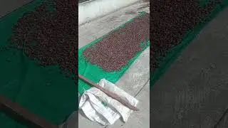 BEST BUY ORGANIC RAW COCOA , CACAO BEANS WHOLESALE MARKET FOR CEREMONIAL PASTE AND NIBS BUTTER