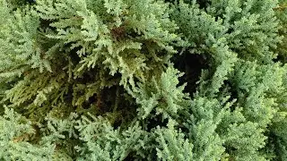 Plantea