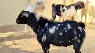 Teddy Goats Collection | Complete  Documentary