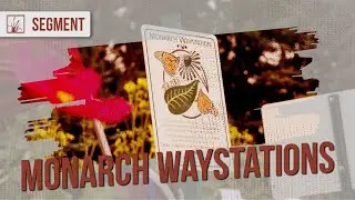 Как создать сад бабочек у себя во дворе: Monarch Waystations | Prairie Sportsman