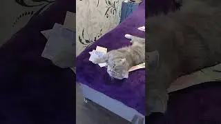 Rich Cat 2025/Котик у грошах! #RichCat #cat2025 #funnycat #котики2025 #catlover #котик #гроші #cats