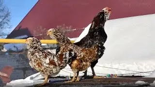 Поют Орловские #петухи, Породы кур, Брама куропатчатая, Russian Orloff #Chickens #Roosters_sing