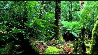 UNESCO FOREST PREVIEW 210614