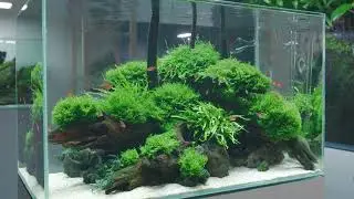 Aquascaping The UNS 60U Rimless Aquarium