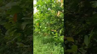Cocoa Leaves, Cocoa Leaves, Cocoa farming #cocoa #cocoafarming #africanfarmsandculture