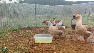 Peas And Corn In Water Served 🍽 African Geese Quartet 🦢 Mind Healing Farm