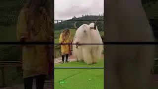 Meet the Yaks: The World&rsquo;s Most Adorable and Hardy Animals🐂 #shorts  #buzzbilt