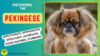 PEKINGESE
