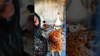 Feathered Friends Unite:Ducks, Hens,Geese,Francolin in One Cage #BirdCage #FarmLife #AnimalLovers