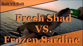 Frozen Sardine vs fresh shad - Bait Vs Bait *BEST CATFISH BAIT