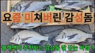 Geojedo fishing crazy emotional sea bream