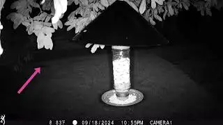 Night Vision Camera Reveals It