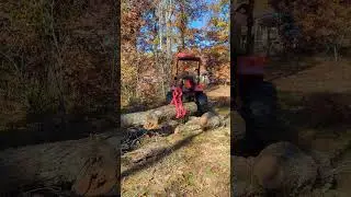 Micro Logging Black Oak
