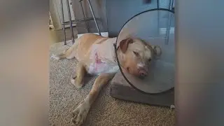 Local woman says two pit bulls attacked her dog in north San Antonio