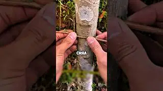 Лучший способ прививания поразил мир👍 #сад #дача #shorts