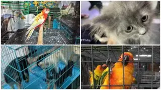 EXPLORING PET MARKET IN MUMBAI 2021🐶🔥