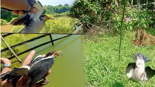 how to catch birds very easy//Live catching bird ||easy beautiful technology 🦅🦅