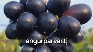 Қаламчаҳои Adora seedless