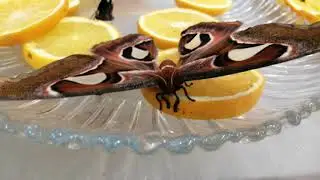 Angry moth