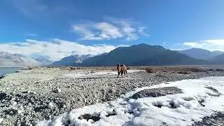 #Bactrian camel🐫 of Ladakh, will be walking at Rajpath during the Republic Day 2026🇮🇳#