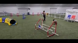 Queen Bee kerry blue terrier agility - handler skills - someday we will trial 😄
