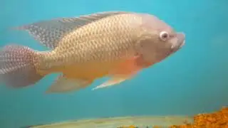 Madurai Sea Park Fish Tunnel Aquarium||Amazing Fish Tunnel Aquarium| Sea Park | Madurai Sea Park