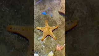Starfish are meant to fly #starship #starfish #fish #oceanfish #star #uranus #oceanworld #sealife #1