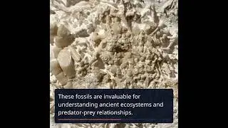 Unveiling a 66-Million-Year-Old Regurgitate Treasure in Denmark