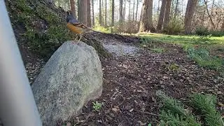 Back Yard Seed Gang Episode 2
