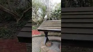 Seagull on the roof staring at his feet 👣👀🦅
