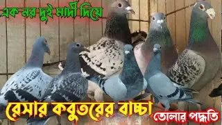 রেসার কবুতর পালন পদ্ধতি| রেসার কবুতরের বাচ্চা| রেসার কবুতর| racer kabootar| resar kabutar video 