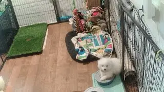 Leiia and Kailani pupps 5/18/21