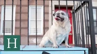 'Dogs Of New York'