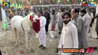 Nagina l Shahenshah l 22 October 2025 l 90D Dalwaryam Muny Wala Pakpatan l Peer Gulab Ali Chishti