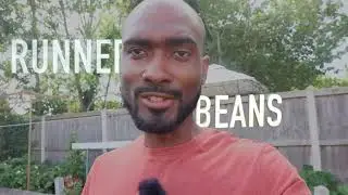 How and when to harvest runner beans