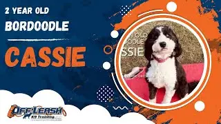 Cassie | 2 Year Old Bordoodle | 1 Week Board & Train | Off Leash K9 Training, Georgia