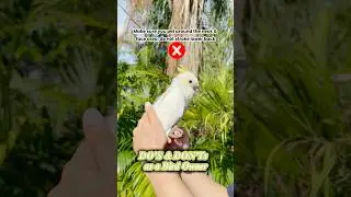 DO&rsquo;S and DON&rsquo;TS for Bird Owners #parrot #dosanddonts #birdowner #pets #animals