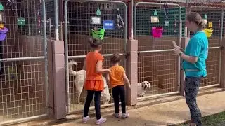 Bulverde Area Humane Society hosts trick-or-treat event for adoptable dogs and cats
